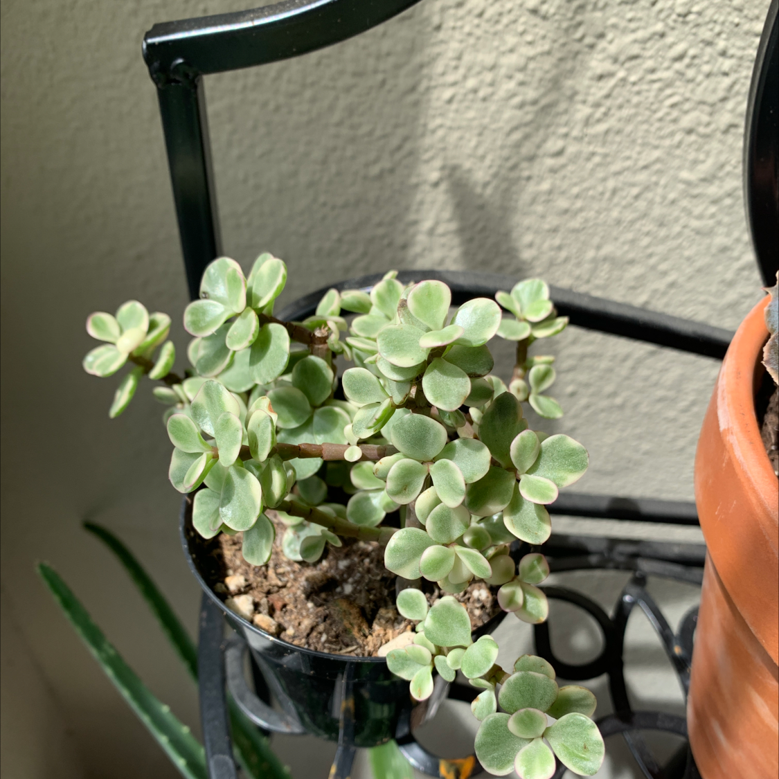 Healthy Elephant Bush (Portulacaria afra) in a small pot with visible soil.