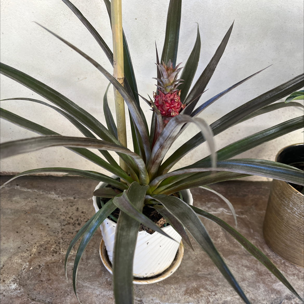Healthy potted pineapple plant with ripe red fruit and vibrant spiky green leaves, on stone surface.