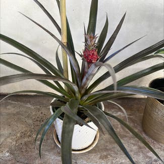 Pineapple plant in Temecula, California
