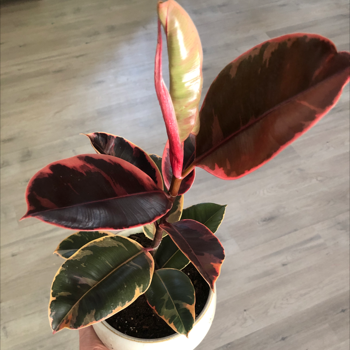 🍂 Why Are There Brown Spots on My Rubber Plant Leaves?