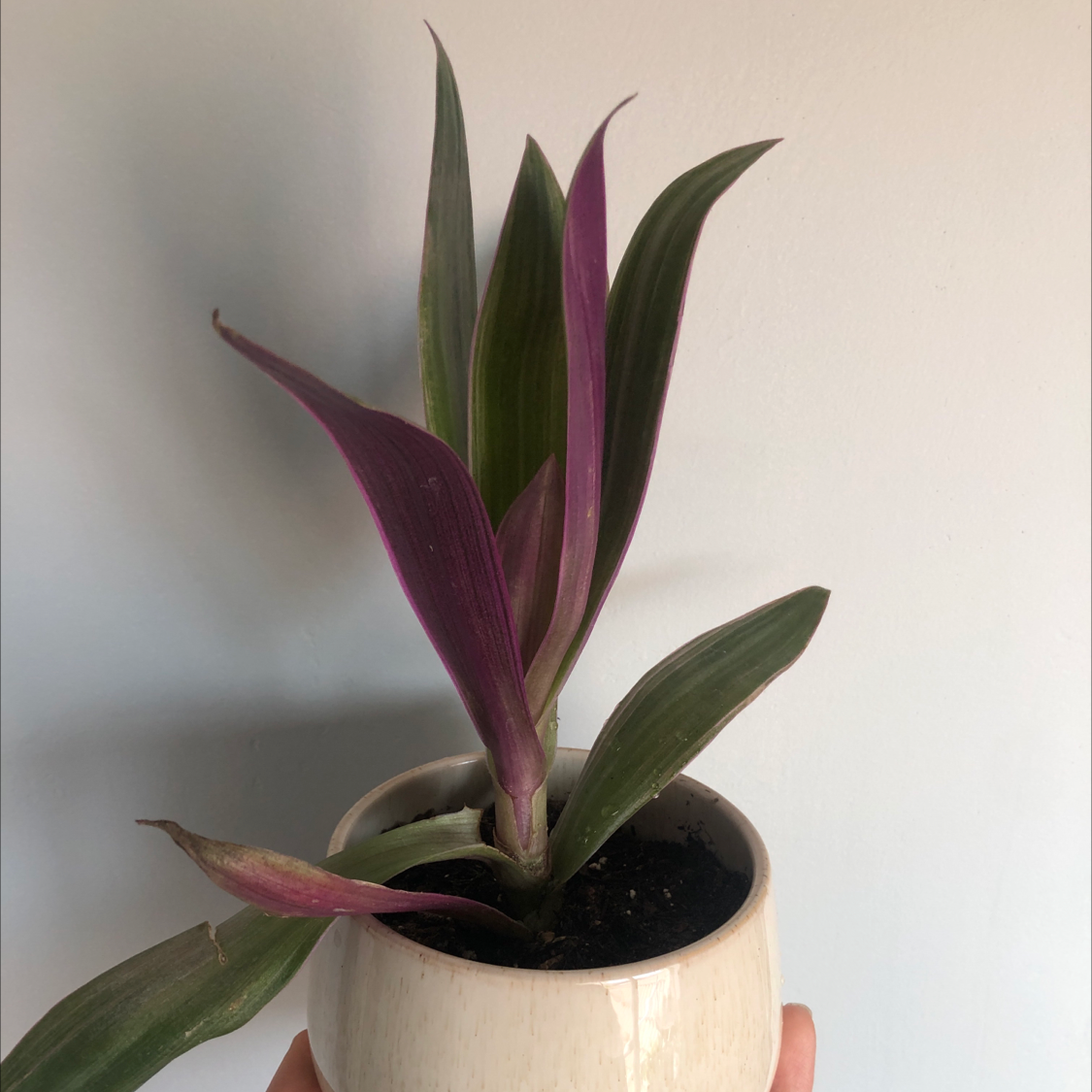 Close-up of a healthy Moses-in-the-Cradle plant with vibrant purple and green leaves in a small pot.