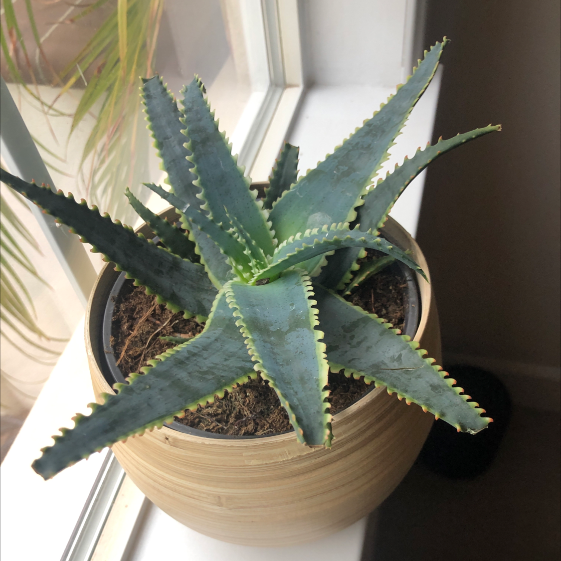 Healthy Aloe vera plant with vibrant green serrated leaves in a brown plastic pot on a windowsill.