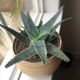 Aloe Vera plant in Temecula, California