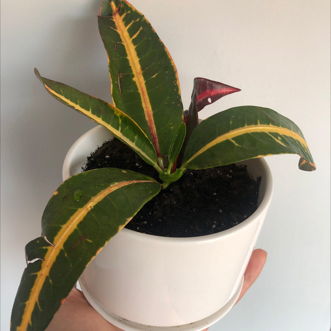 How Should Oakleaf Croton Be Cut Back?