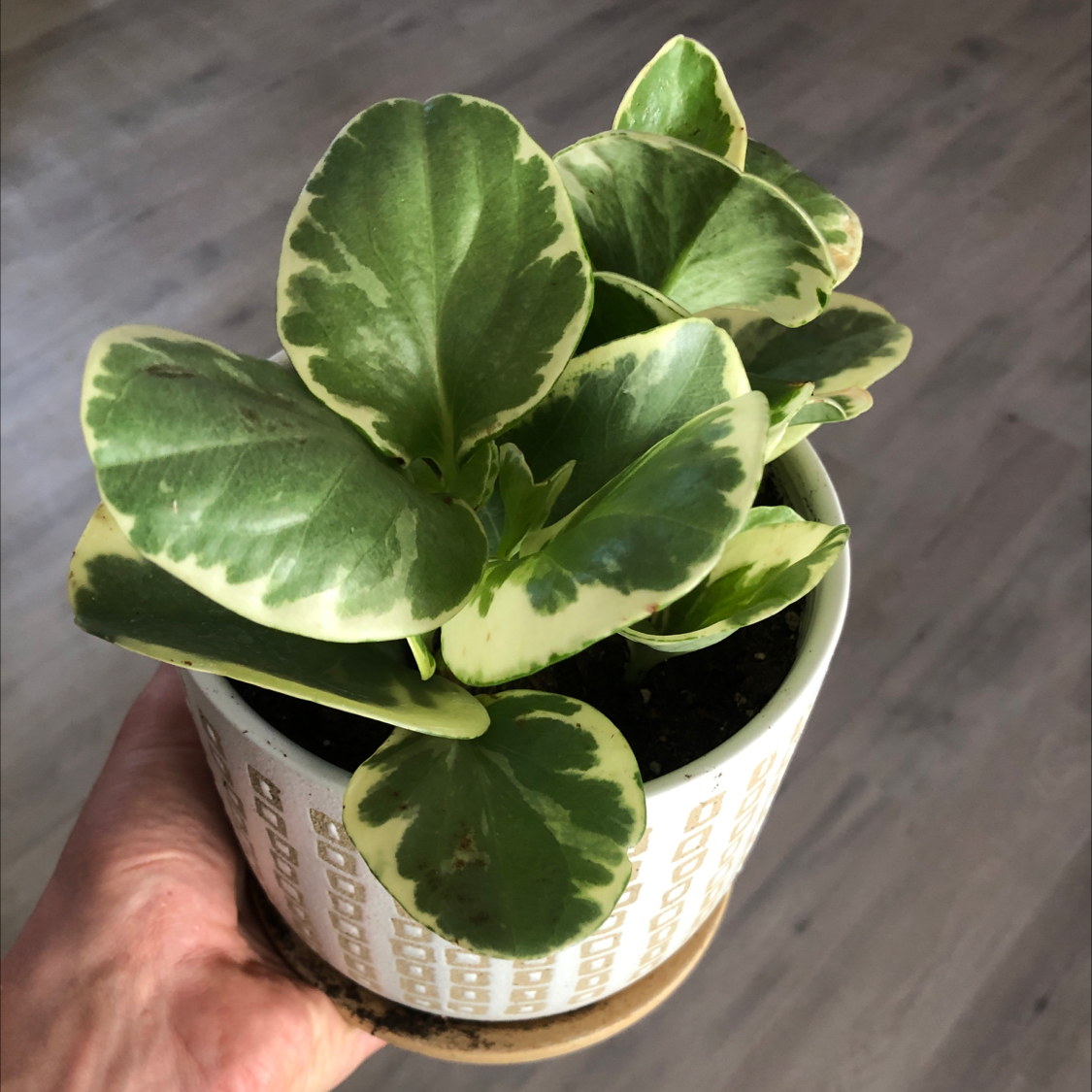 A hand holding a small potted baby rubber plant with round, green and white variegated leaves.