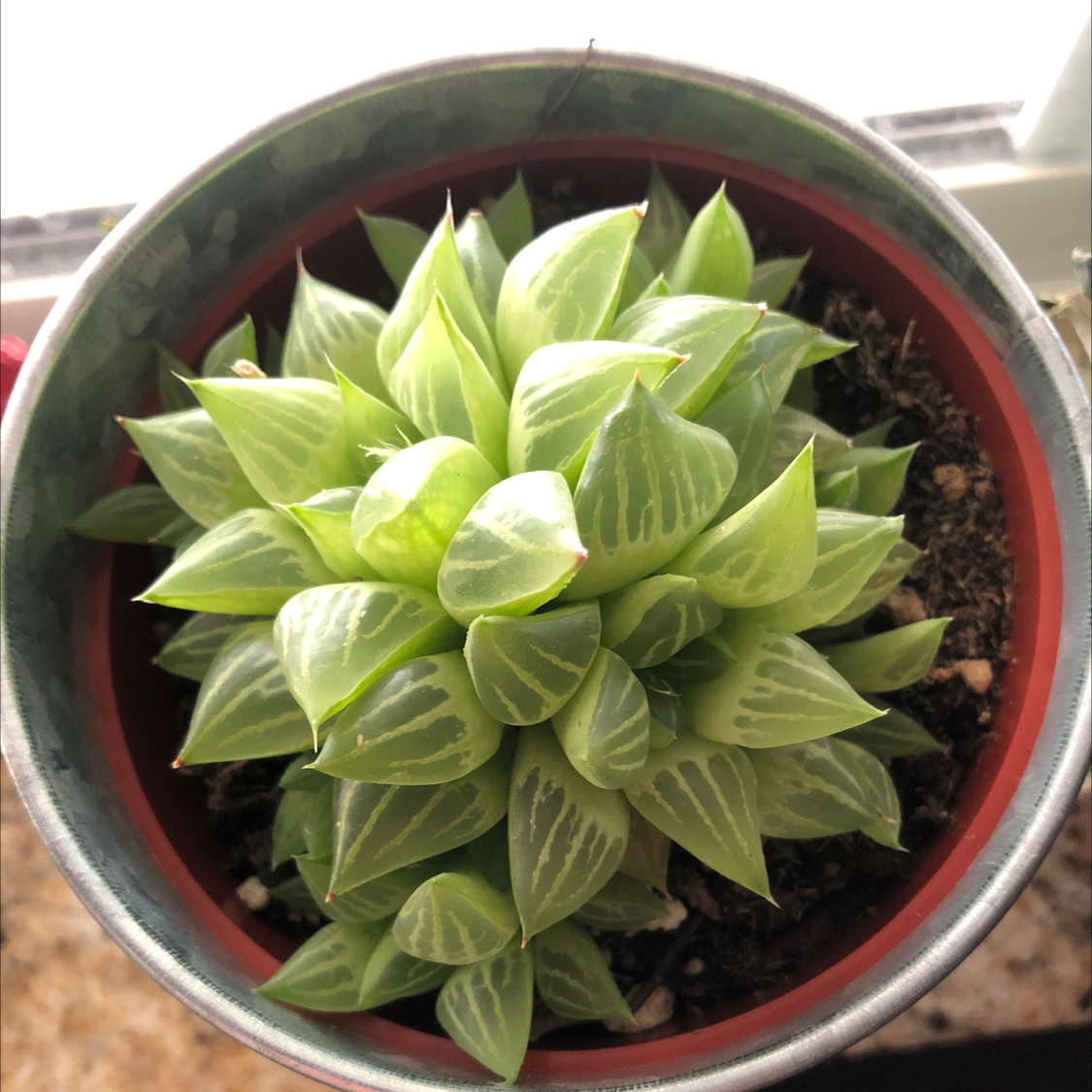 Star Cactus plant photo by @Colin named Kendall on Greg, the plant care app.