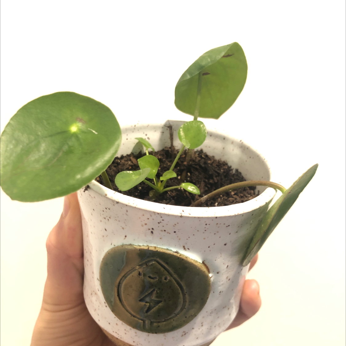 Healthy Chinese Money Plant with glossy green leaves held in a ceramic pot against a neutral background.