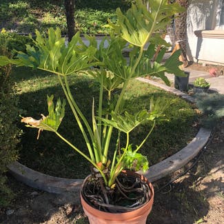 Split Leaf Philodendron plant in Temecula, California