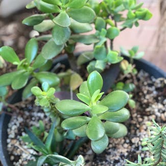 Jade plant in Temecula, California