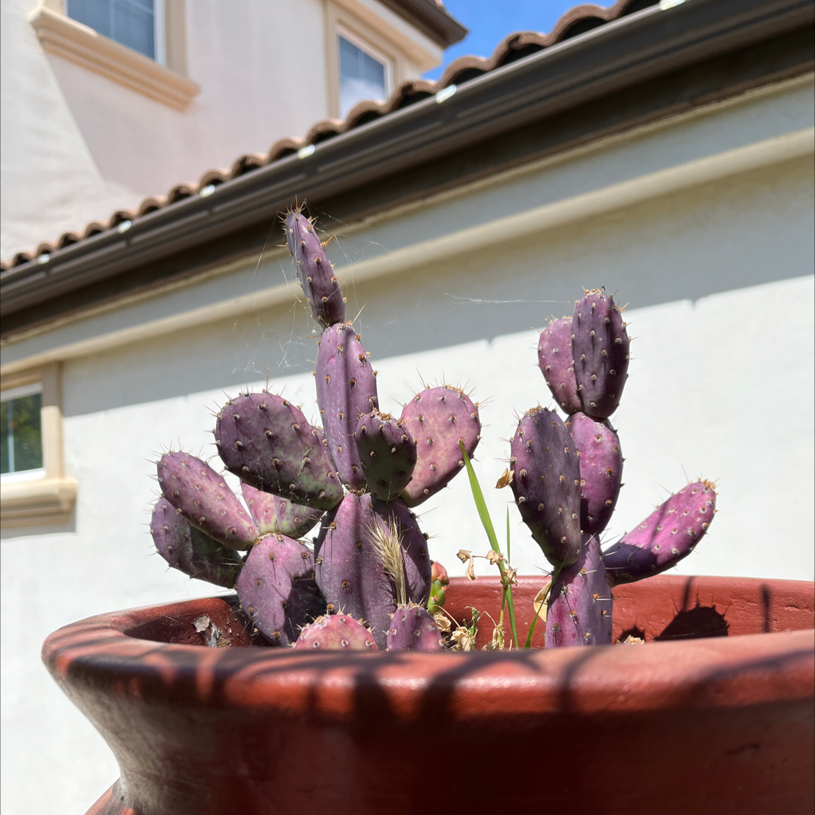 Violet Prickly Pear cactus in a terracotta pot with a building in the background.