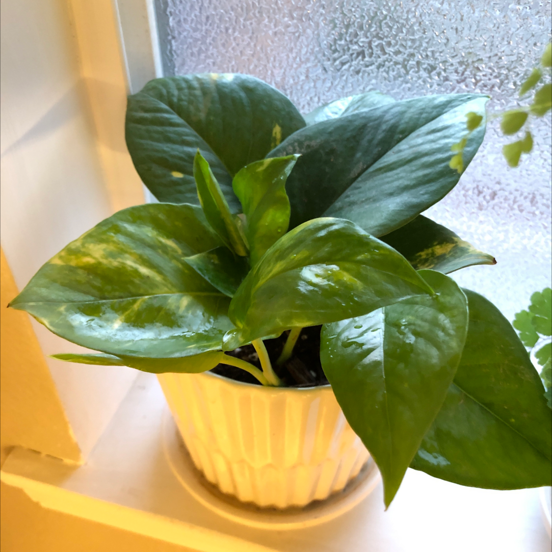 Healthy jade pothos plant with lush green leaves in a yellow ceramic pot, no signs of disease or distress.