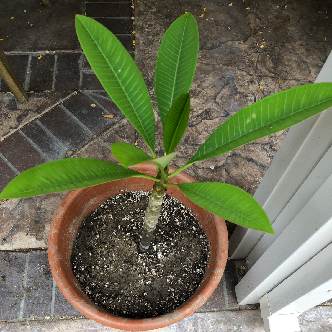 Potted Red Frangipani plant with green leaves in a terracotta pot.