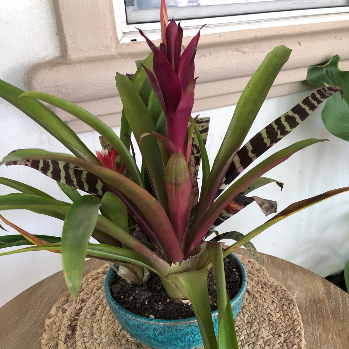Healthy Droophead Tufted Airplant with glossy burgundy and green leaves in a teal ceramic pot on a wood surface.