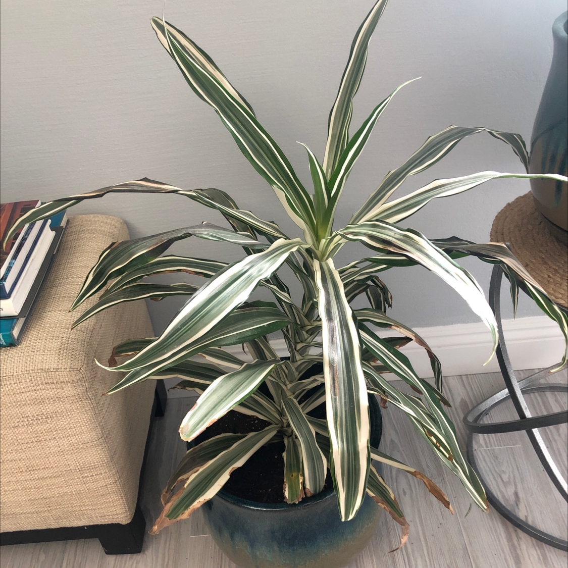 Healthy striped Cornstalk Dracaena plant with long slender leaves, potted in a dark container on a woven mat.