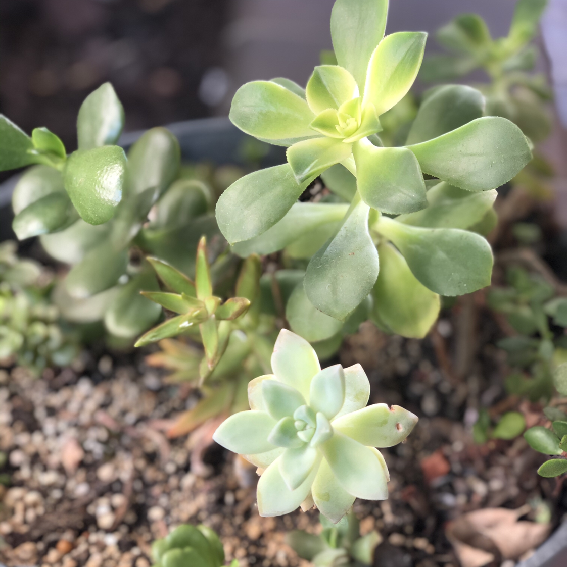 Photo of the plant species Assorted Succulents by @Colin named Ulysses S Plant on Greg, the plant care app