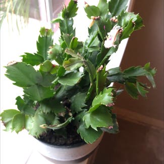 False Christmas Cactus plant in Temecula, California