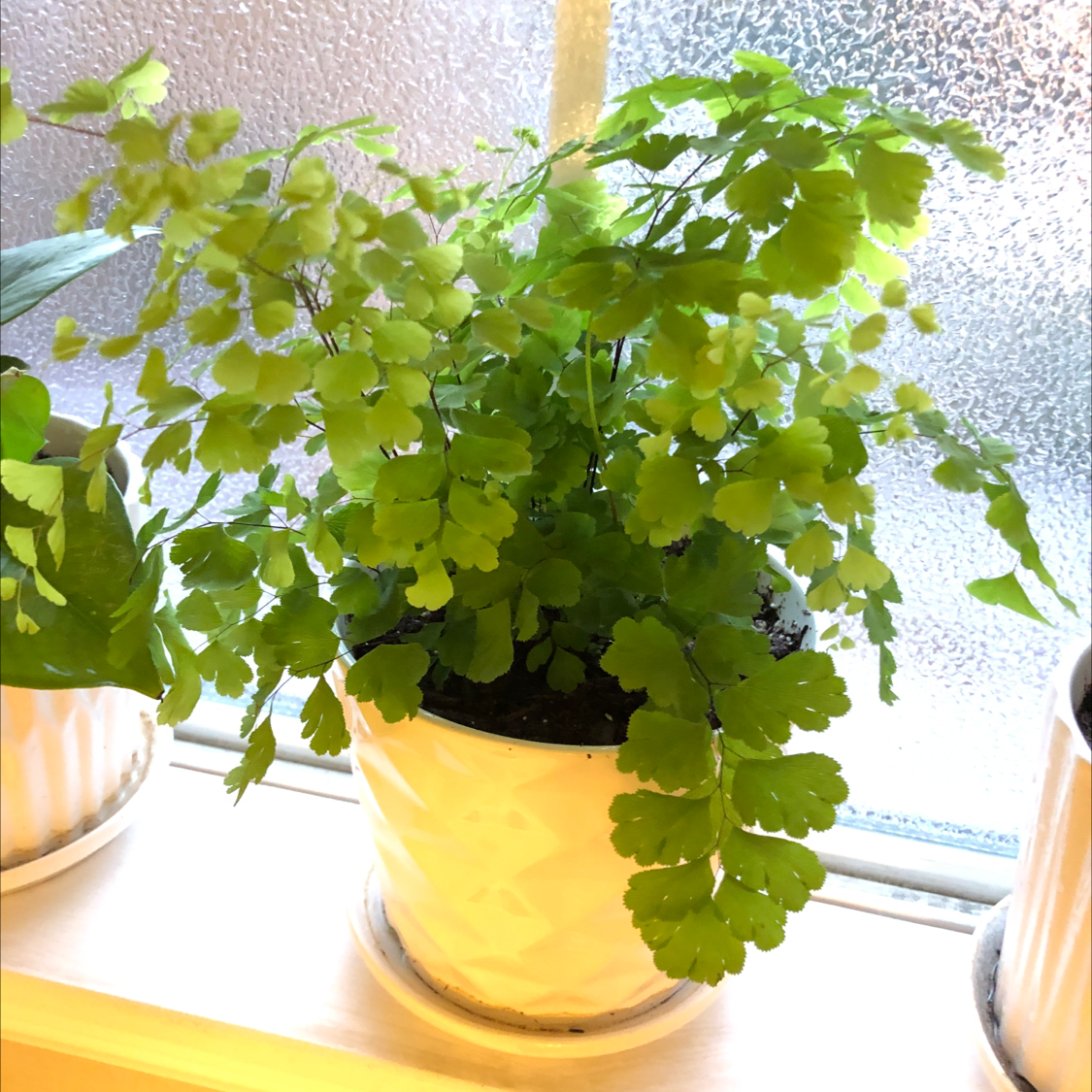 Hemionitis raddiana plant photo by @Colin named Marion on Greg, the plant care app.