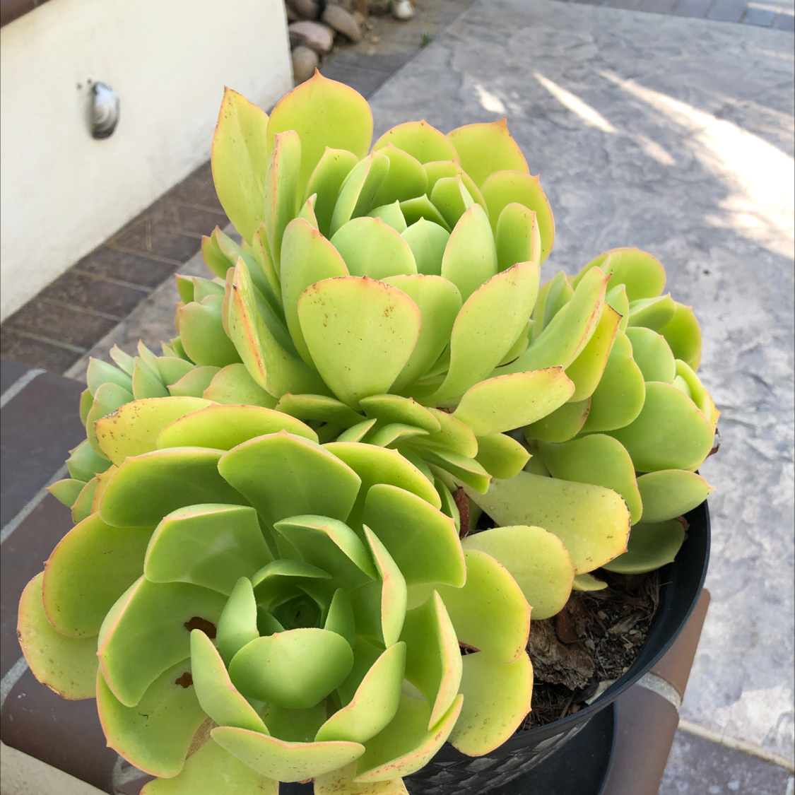 Tree Aeonium succulent with green rosette-shaped leaves and some browning edges in a pot.