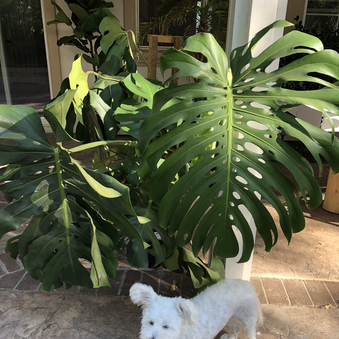 Monstera plant photo by @Colin named Olympus Mons on Greg, the plant care app.