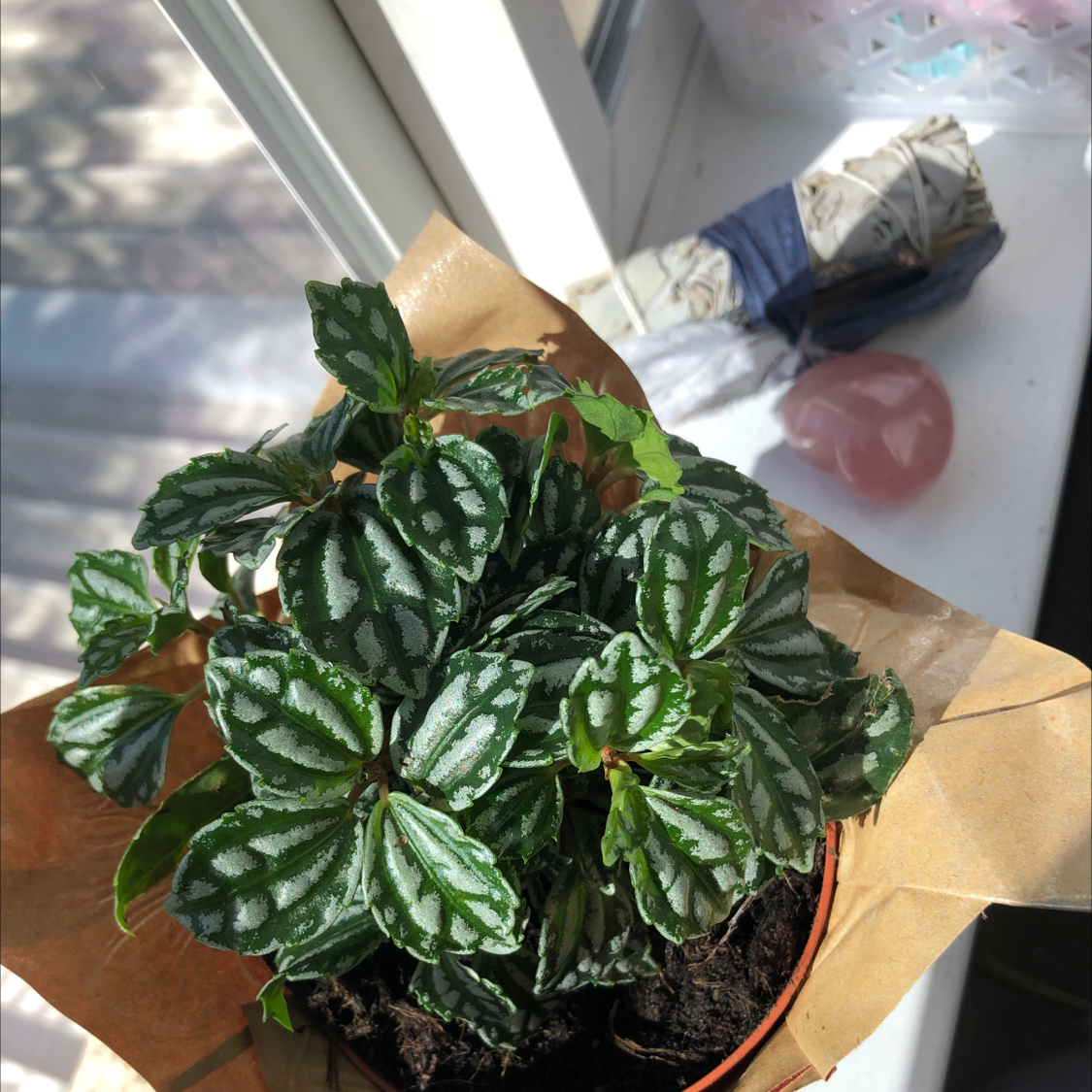 Healthy Aluminum Plant (Pilea cadierei) near a window with vibrant leaves and characteristic silver markings.