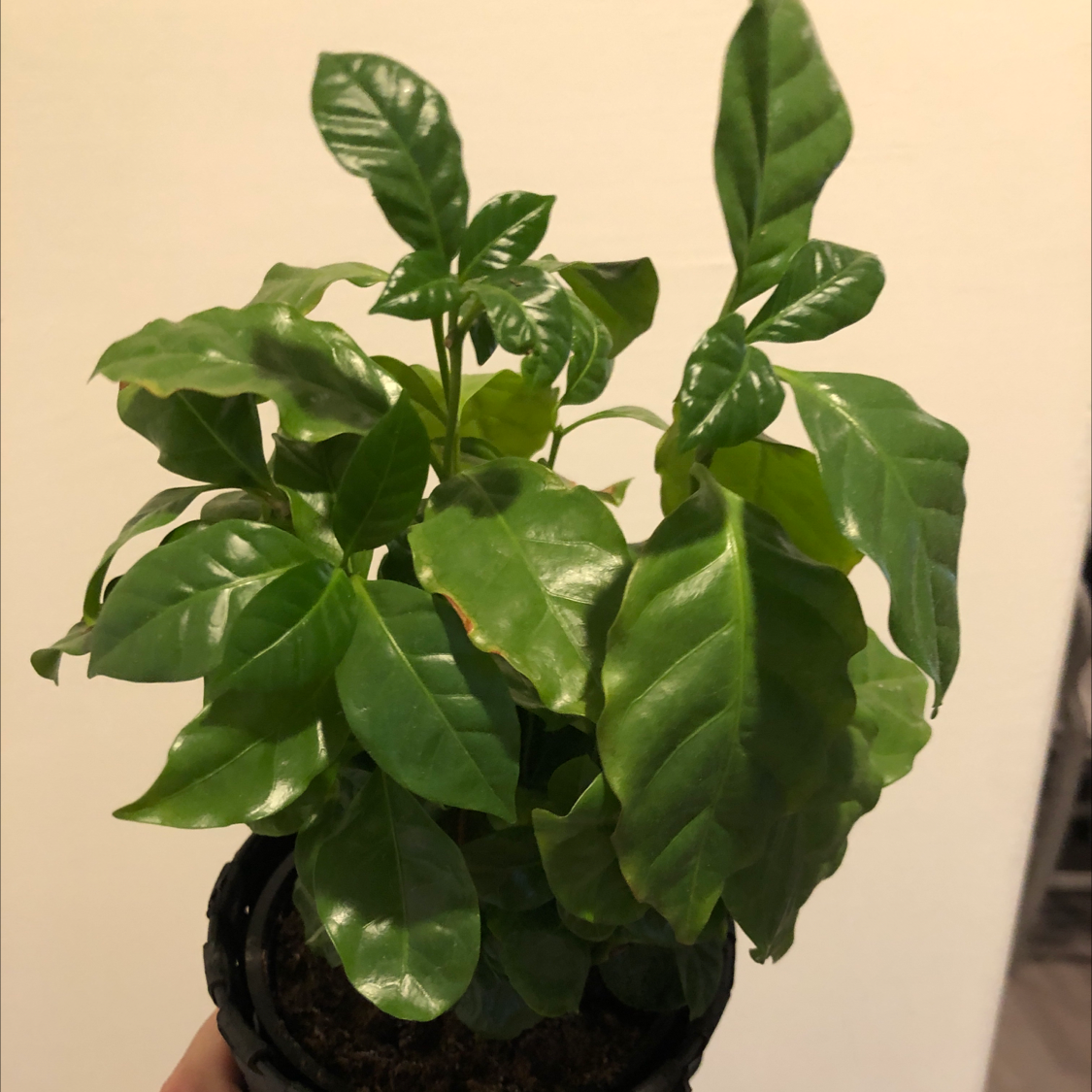 Arabian Coffee Plant plant photo by @Colin named Cafecito on Greg, the plant care app.