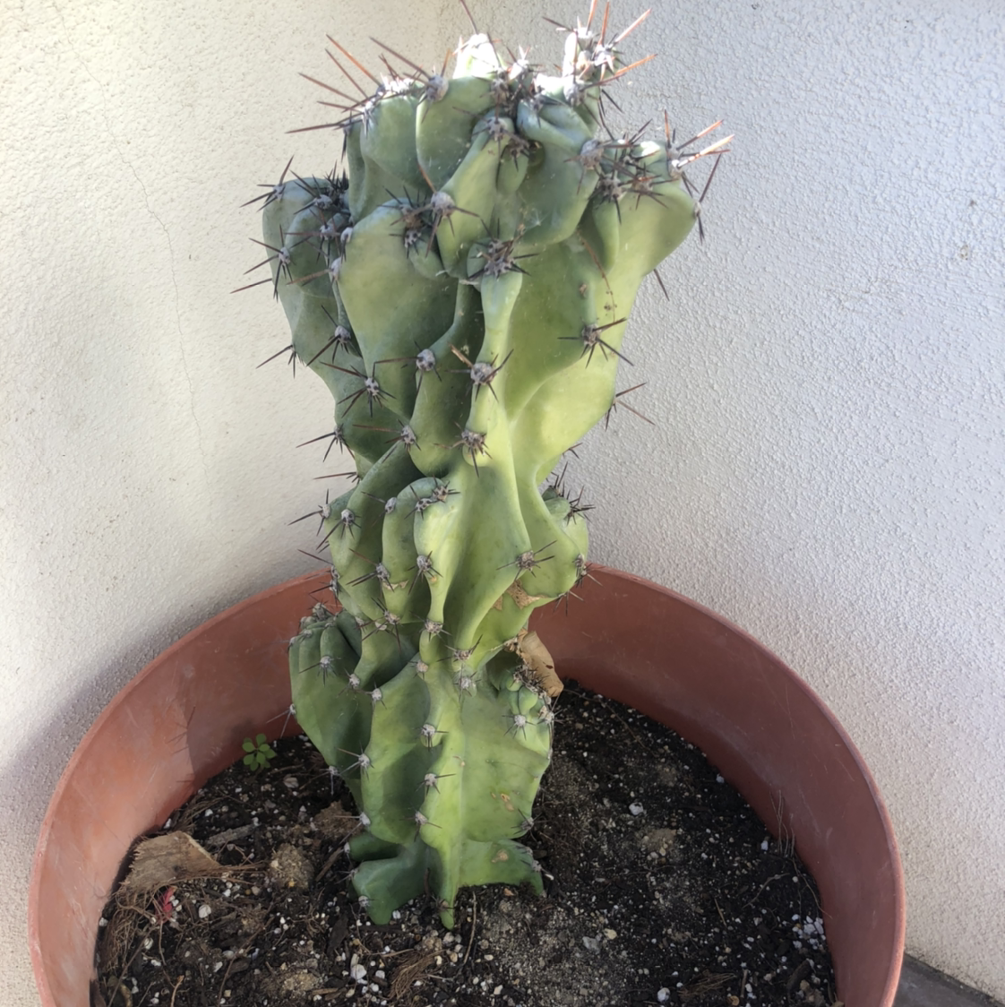 Peruvian Apple Cactus Monstrose in a pot with visible soil and some discoloration.