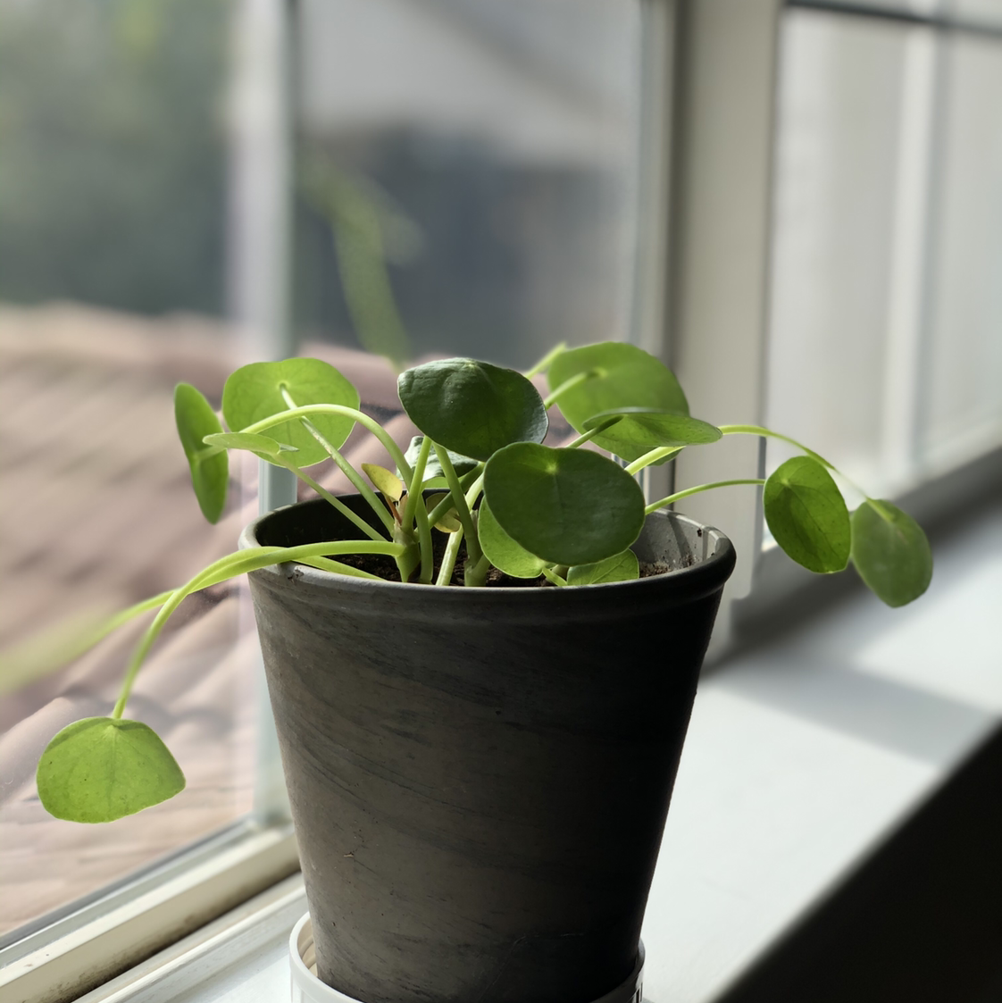 A healthy Chinese Money Plant in a black plastic pot sitting on a windowsill, with round green leaves growing in an umbrella formation.