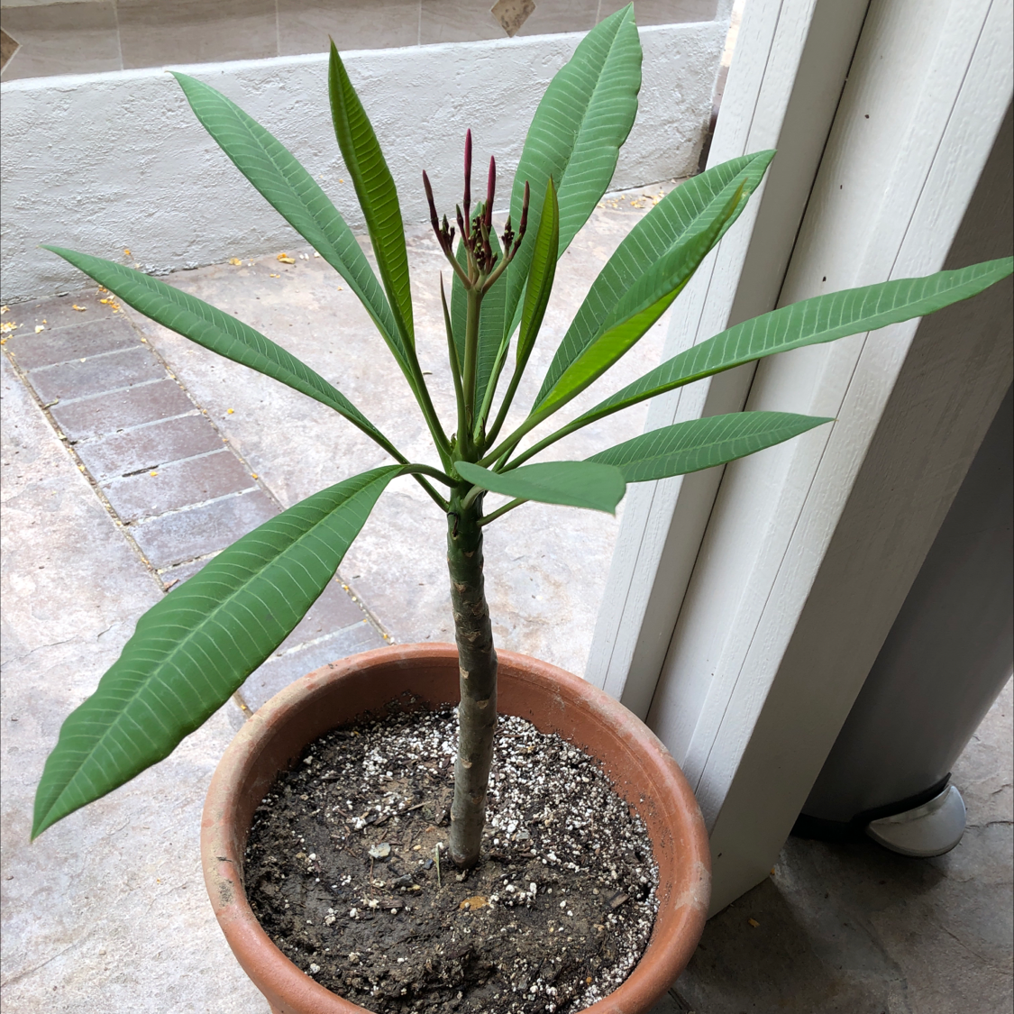 Potted Red Frangipani plant with healthy green leaves and a developing flower bud.