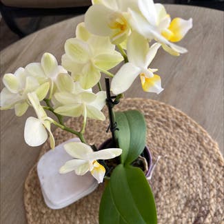 Phalaenopsis Orchid plant in Temecula, California