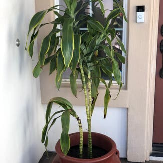 Cornstalk Dracaena plant in Temecula, California