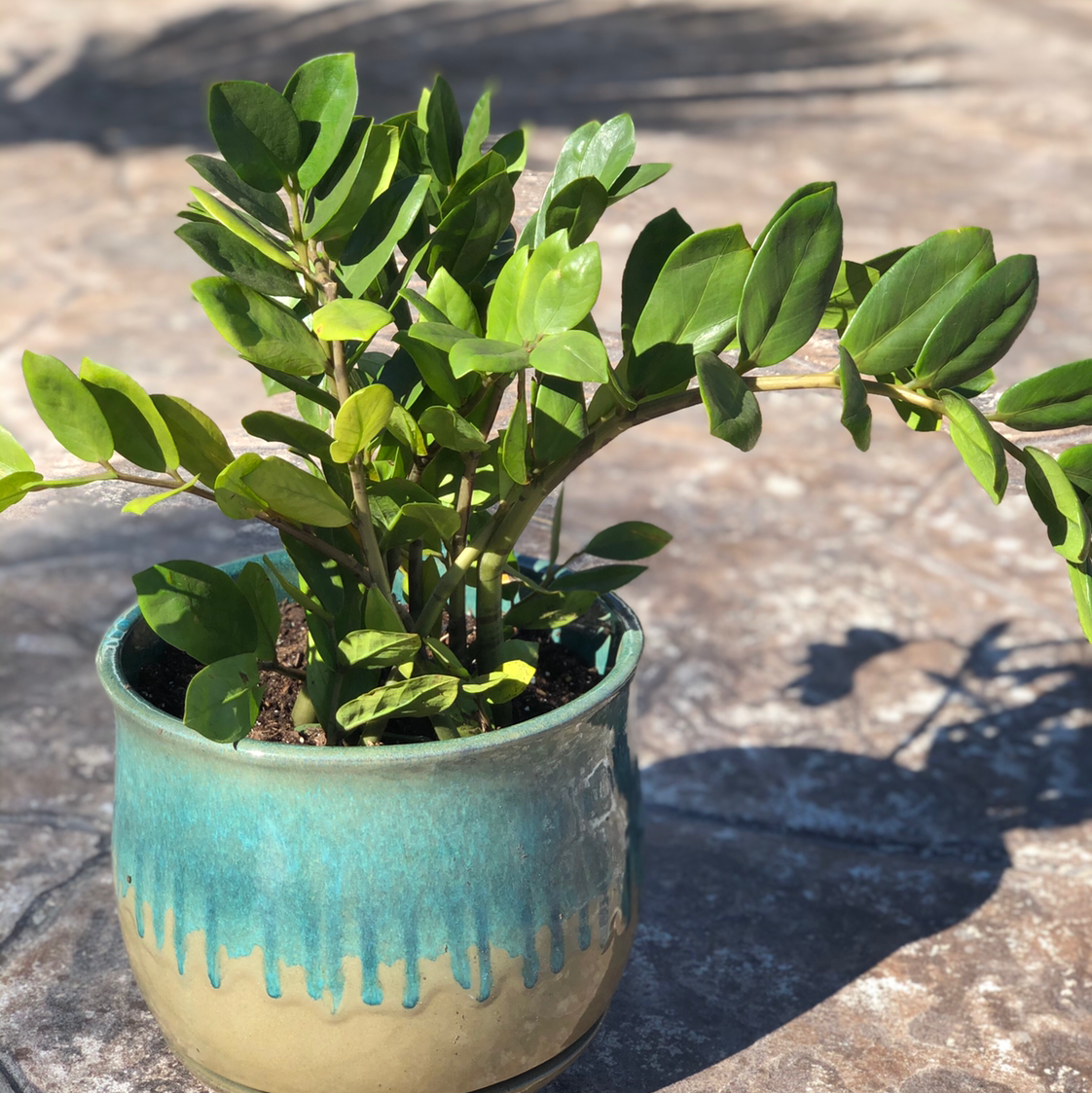 💧 Why Are My Zz Plant Leaves Mushy?