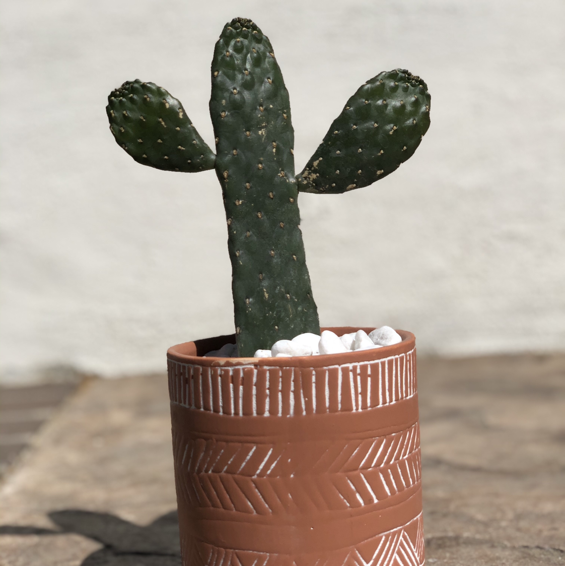 Potted Woolyjoint Prickly Pear cactus with three pads in a decorative pot.
