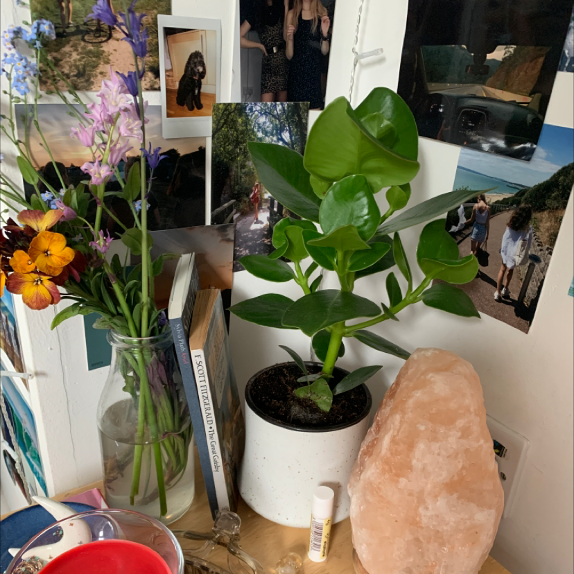 Potted Autograph Tree on a desk with various items and photographs in the background.