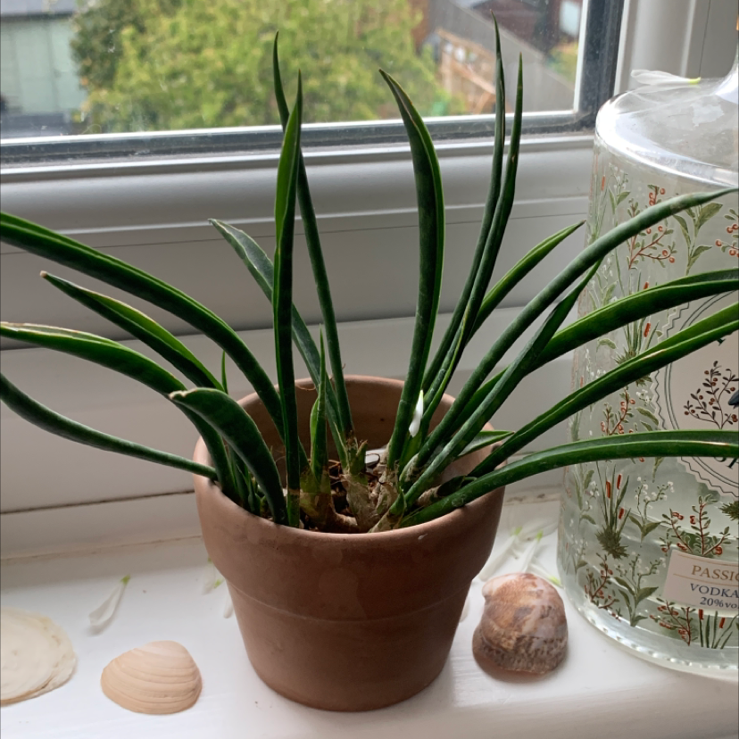 Sansevieria francisii plant in a terracotta pot on a windowsill with decorative items.