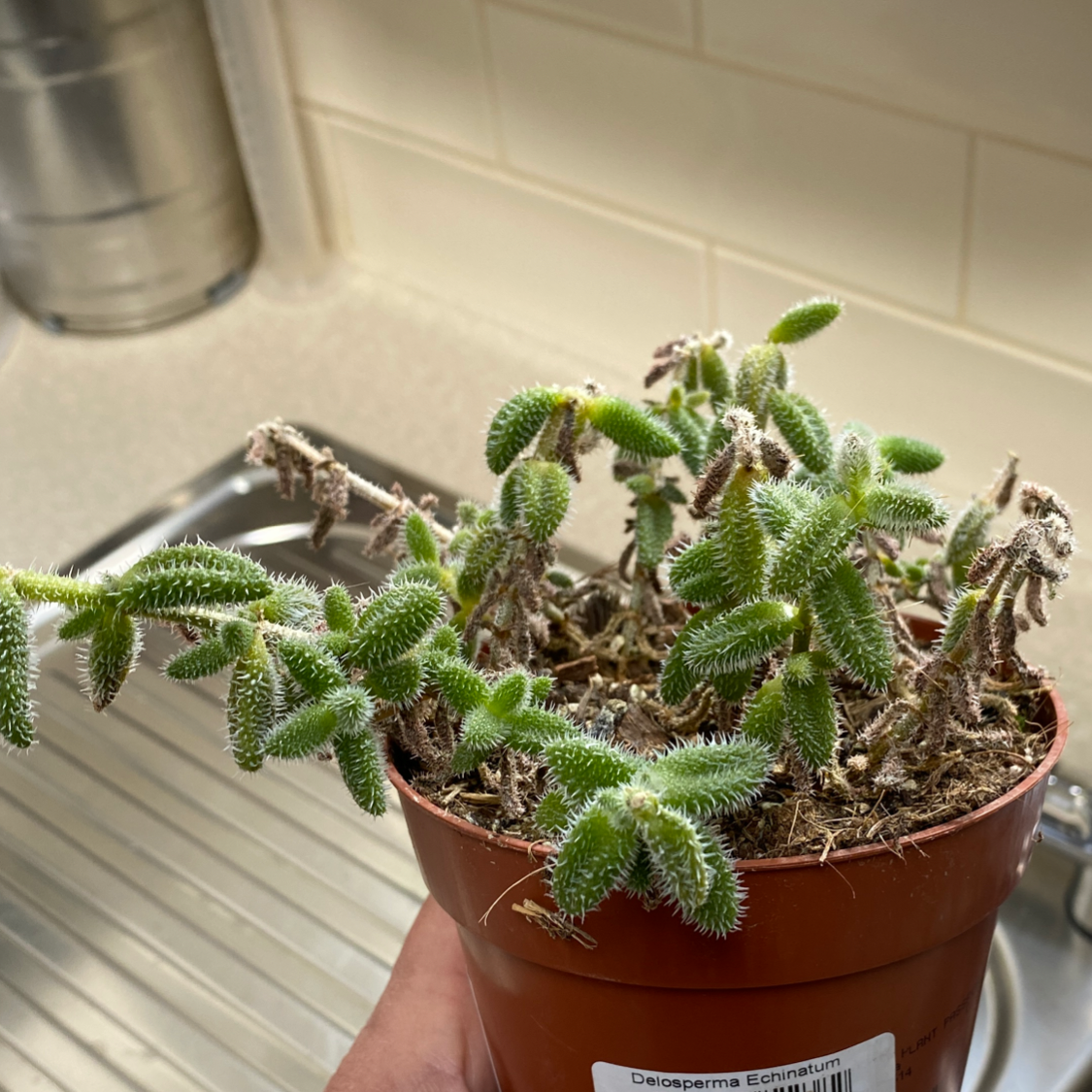 Pickle Plant (Delosperma echinatum) in a pot with visible soil and some wilting leaves.