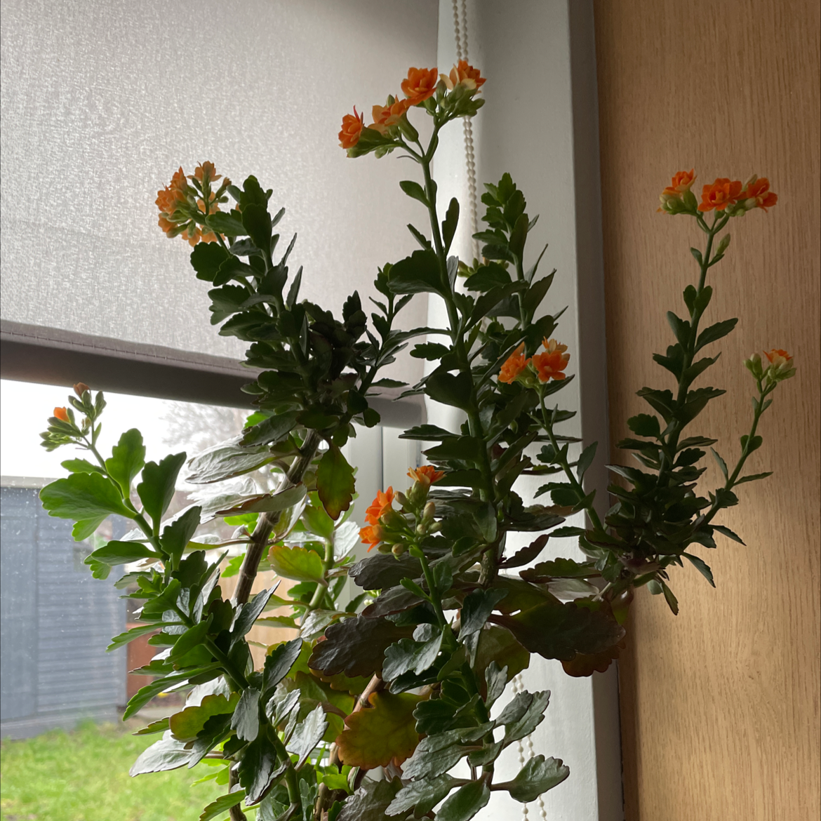 Florist Kalanchoe plant photo by Emily named Harriet on Greg, the plant care app.