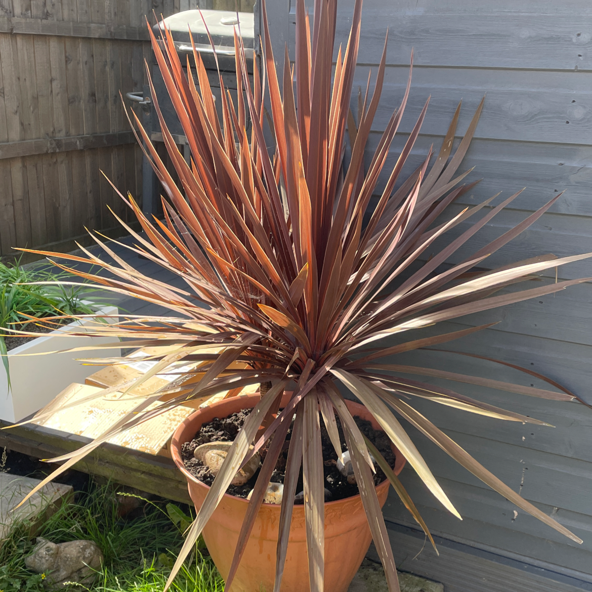 Photo of the plant species Cabbage Tree by Emily named Michael on Greg, the plant care app