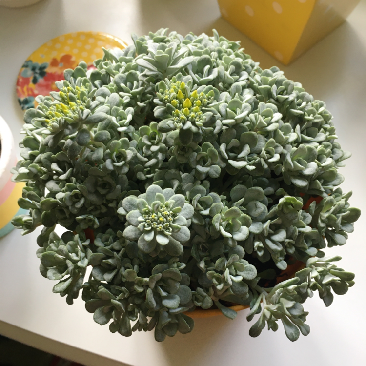 Healthy Purdy's Stonecrop succulent with dense green foliage and small yellow flowers.