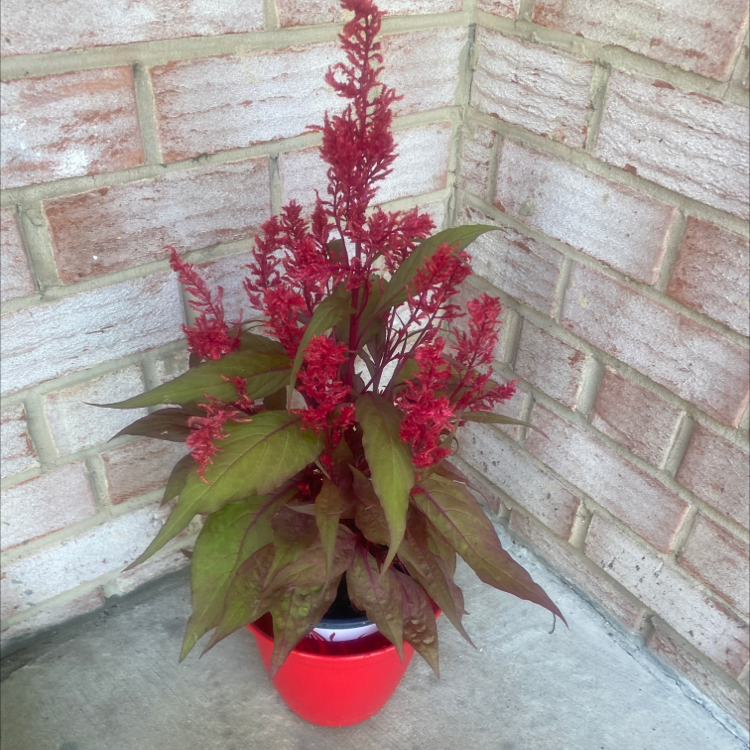 Dragon's Breath Celosia plant in a red pot with vibrant red flowers and some browning leaves.