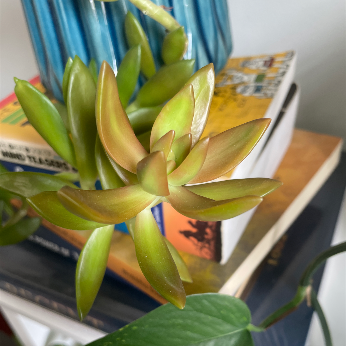 Sedum adolphi 'Golden Glow' plant photo by Tiana named Homer on Greg, the plant care app.