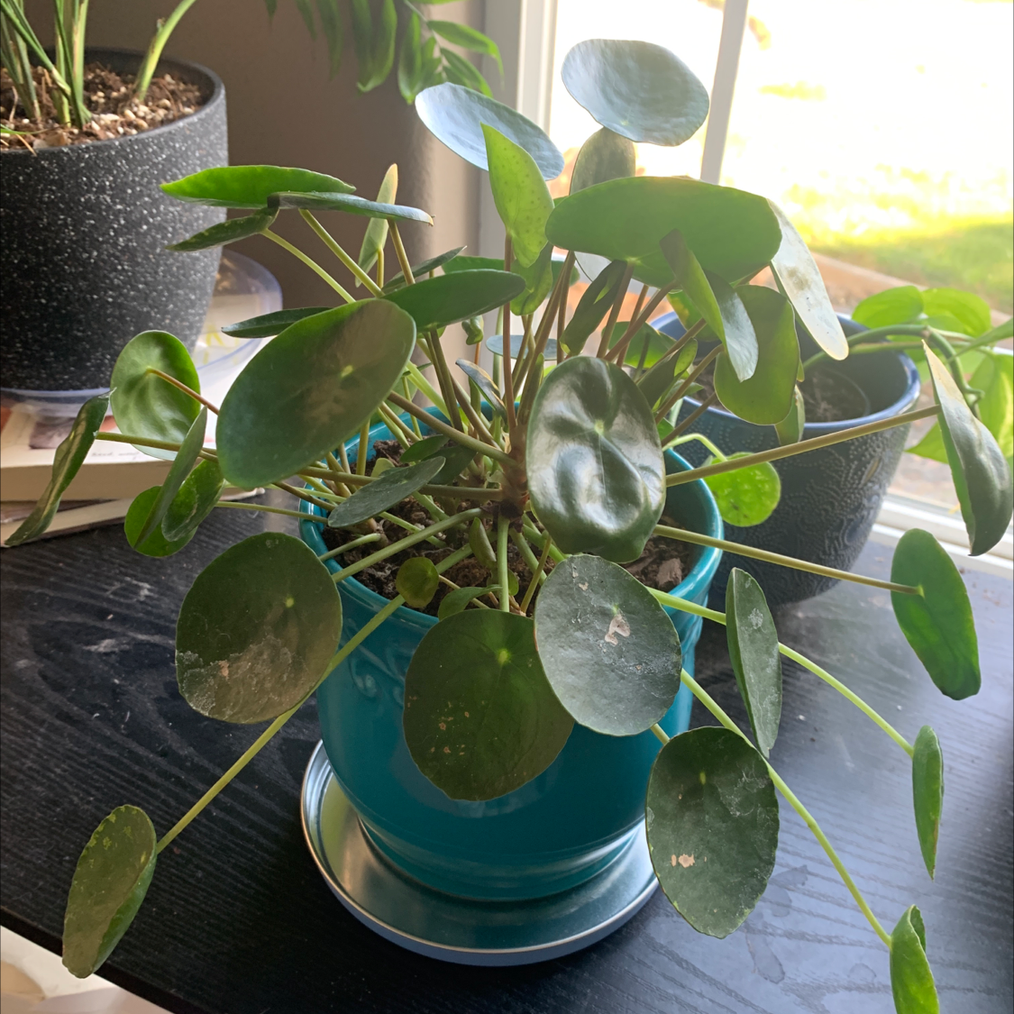 Chinese Money Plant plant photo by @Plantmomma named Mochi on Greg, the plant care app.