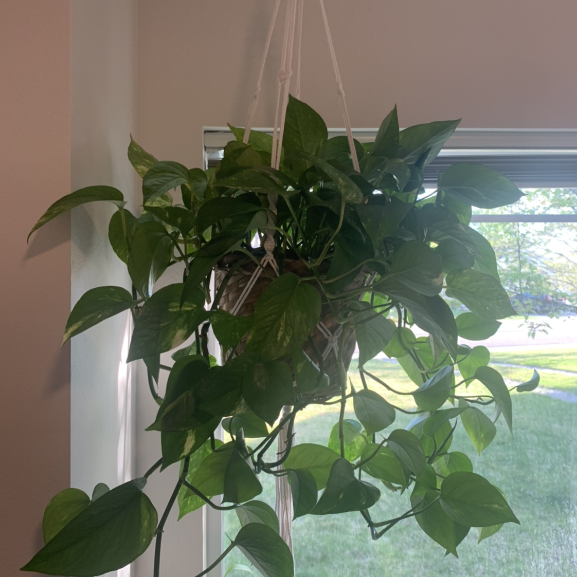 Taro Vine plant photo by @Plantmomma named Harry on Greg, the plant care app.
