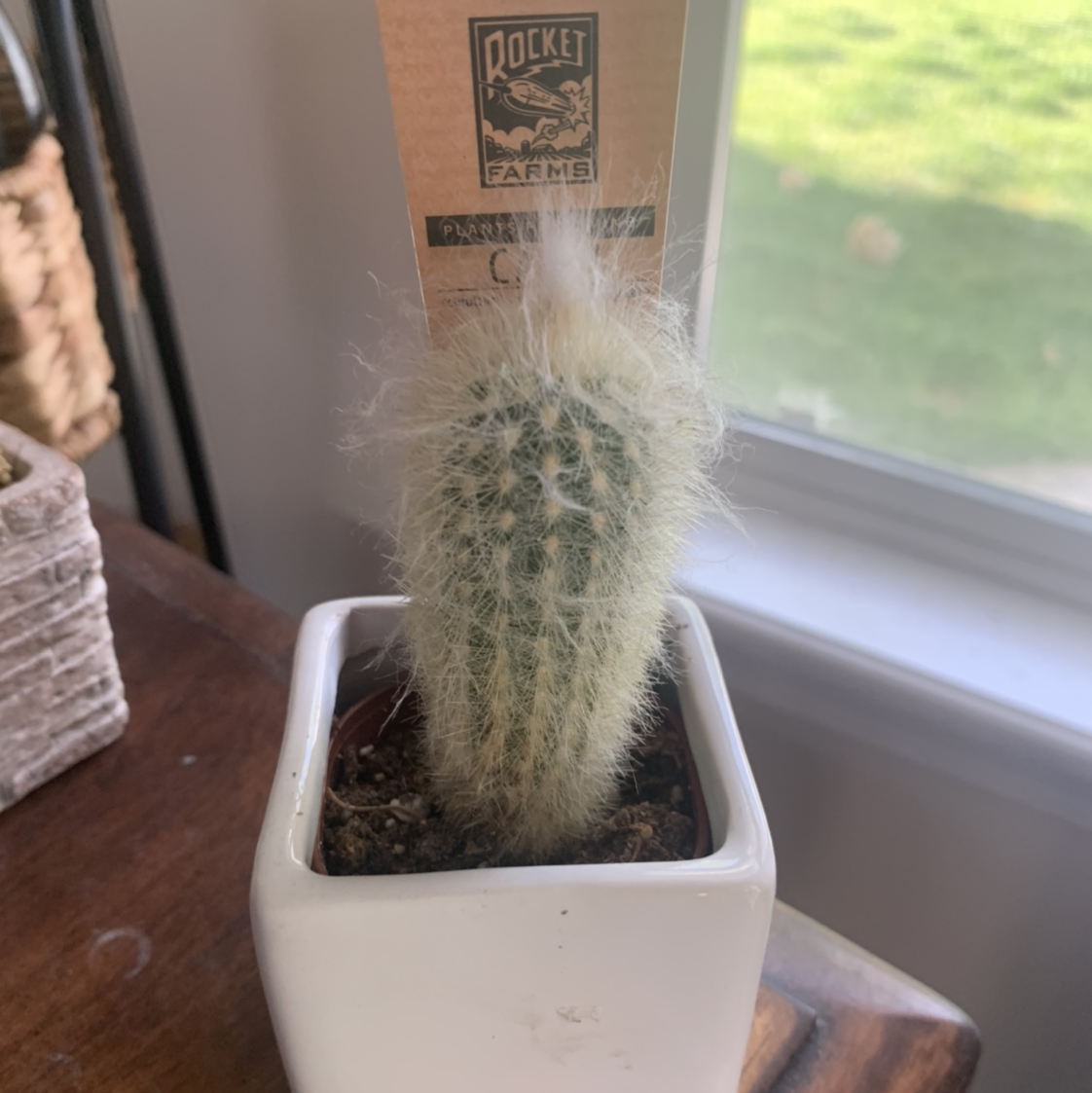 Peruvian Old Man Cactus in a white pot, appears healthy with no visible issues.