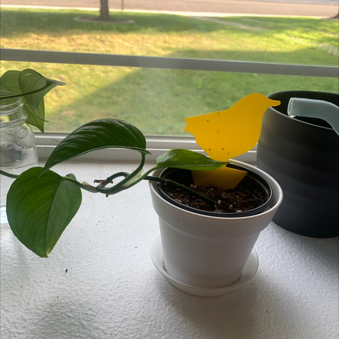 Taro Vine plant photo by @Plantmomma named Bigleef Smalls on Greg, the plant care app.