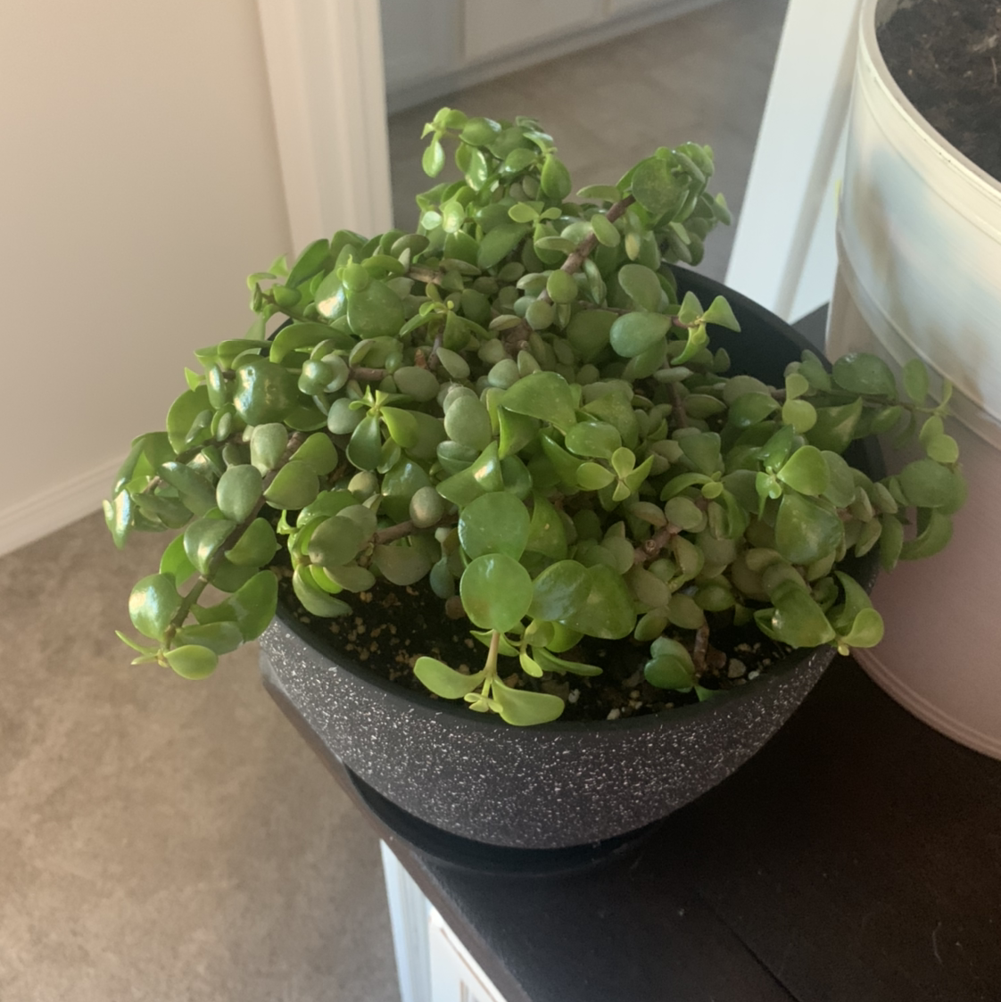 Elephant Bush plant photo by @Plantmomma named Eli on Greg, the plant care app.