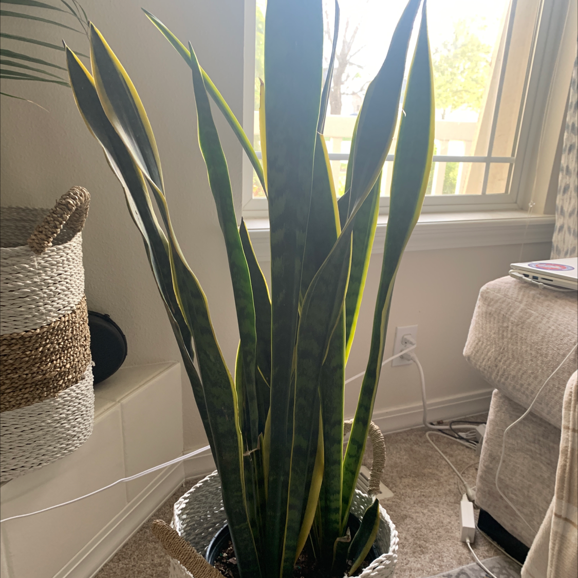 Snake Plant plant photo by @Plantmomma named Snake Boy on Greg, the plant care app.