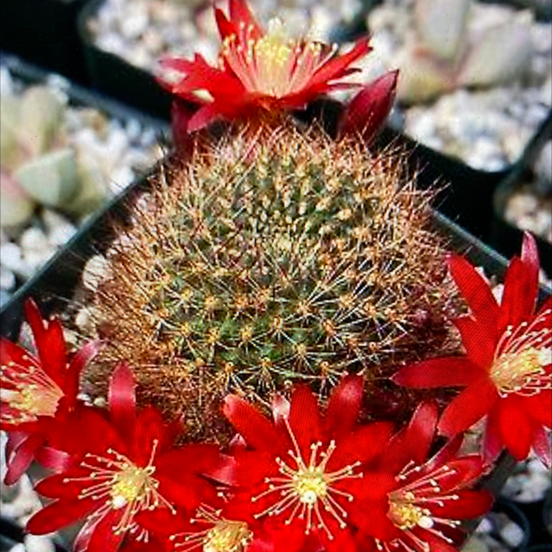 Photo of the plant species Rebutia fulviseta by Katherine named Rebutia fulviseta on Greg, the plant care app