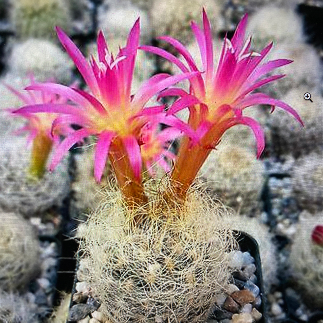 Photo of the plant species Neoporteria nidus senilis by Katherine named Neoporteria nidus senilis on Greg, the plant care app