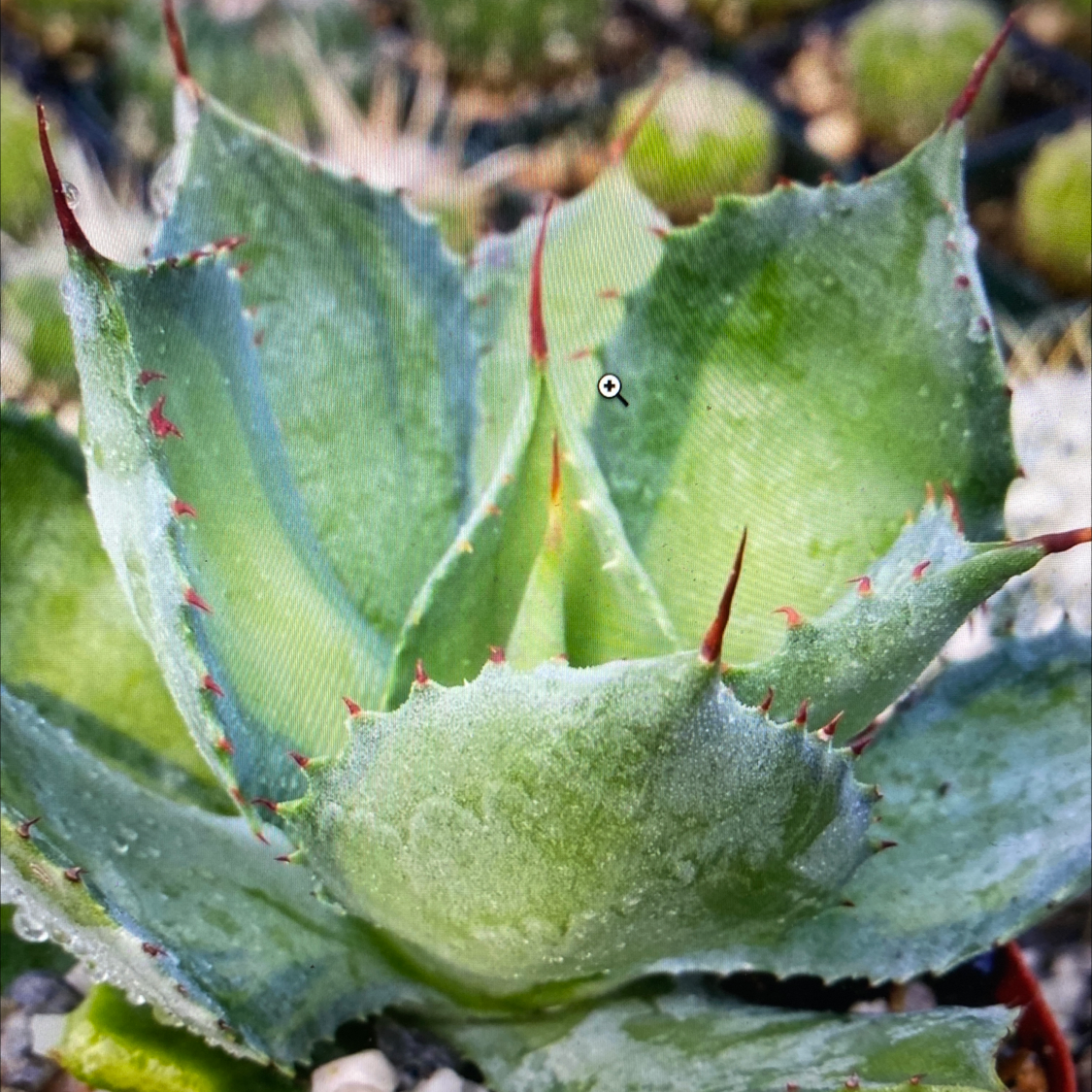Photo of the plant species Dwarf Butterfly Agave by Katherine named Agave isthemensis on Greg, the plant care app