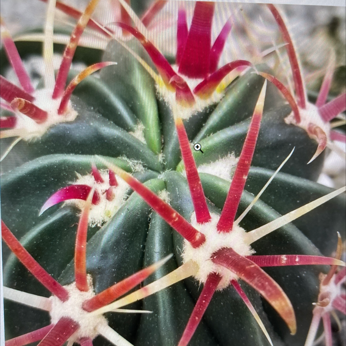Close-up of a Devil's Tongue Barrel Cactus with red and white spines.